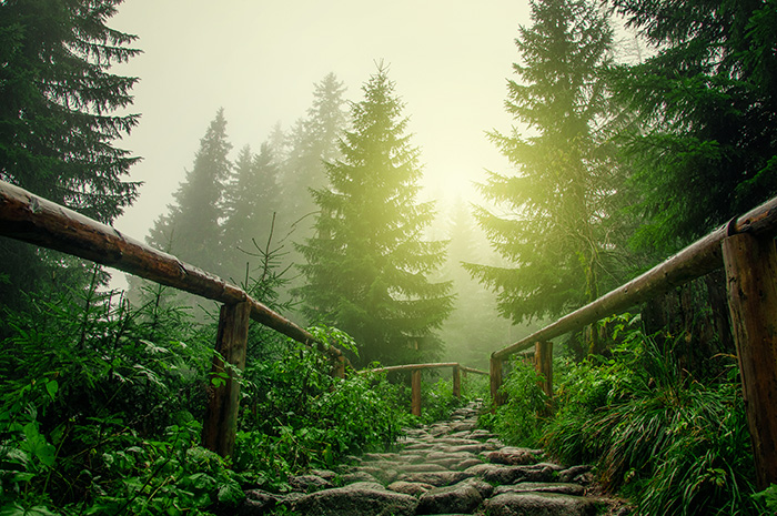 Majestic Forest With Walkway