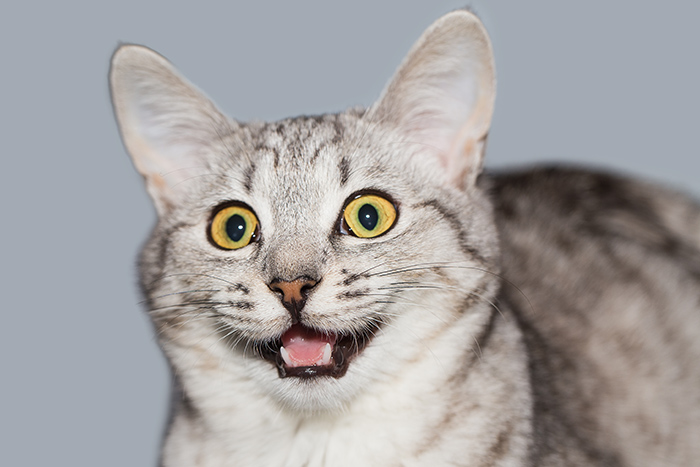 An image of a funny looking cat
