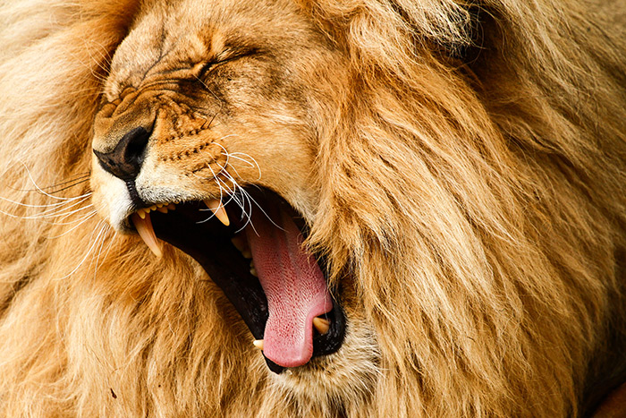 A Lion That is Yawning