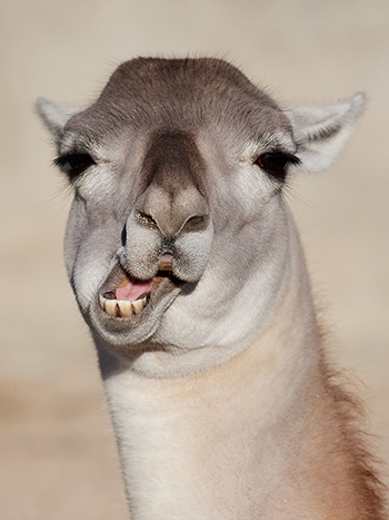 A funny looking llama